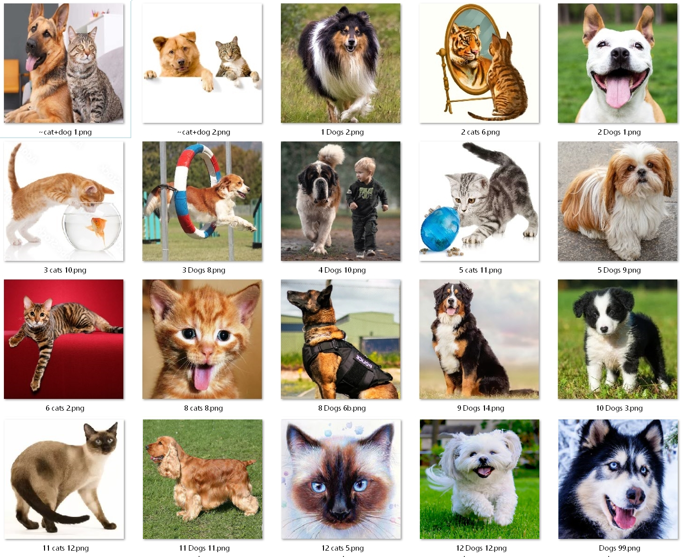 Dogs+Cats images